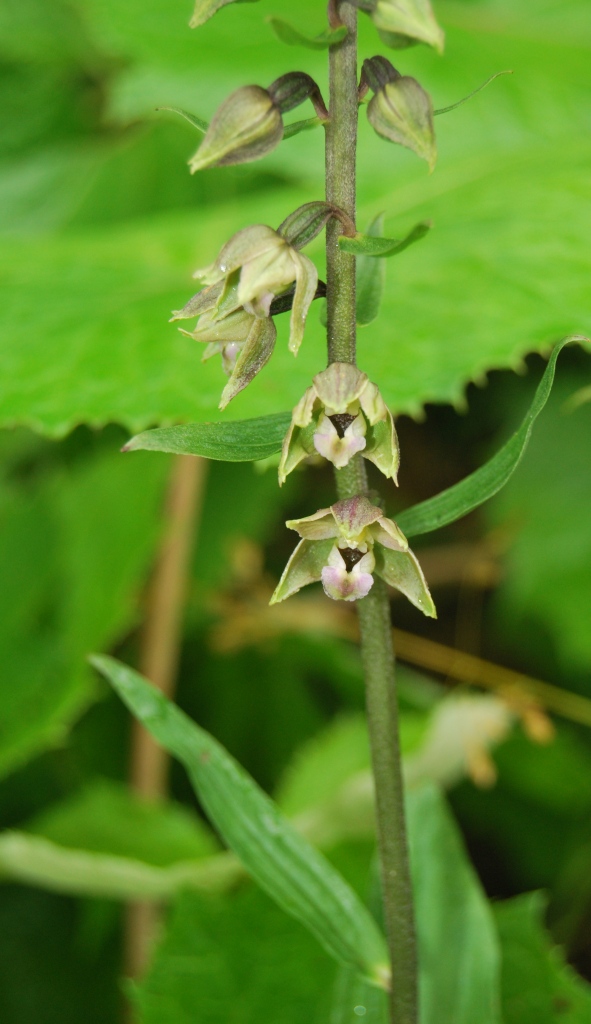 Epipactis da id